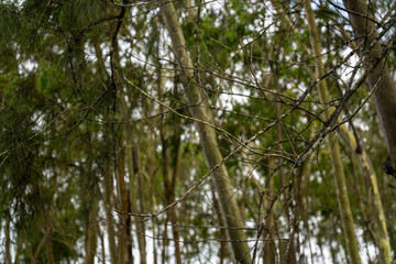 Fototapeta premium folhagem de eucalipto velho na luz da manhã com luz solar / old eucalyptus foliage in morning light with sunlight