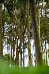 folhagem de eucalipto velho na luz da manhã com luz solar / old eucalyptus foliage in morning light with sunlight
