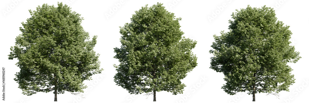 Poster realistic isolated tree cutouts on transparent background. high-resolution green foliage trees suita