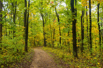 Obraz premium A winding dirt path disappears into the distance through a dense, serene forest, where the tree foliage is a vibrant mix of green and yellow, capturing the beautiful colors of a peaceful autumn hike