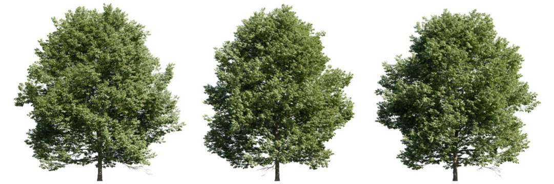 Realistic isolated tree cutouts on transparent background. High-resolution green foliage trees suitable for architectural rendering, landscaping design, and 3D visualization assets.