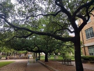Trees in the Park