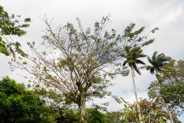 Obraz premium TEXTURAS DE PLANTAS E FLORES E PEDRAS PERTO, FAZENDO UMA LINDA IMAGEM (Textures of plants and flowers and nearby stones, making a beautiful image.)