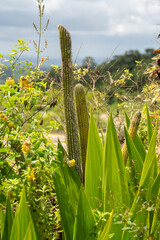 Natural landscape with cactus and dry branches, green and forming a heart shape (Paisagem natural com cacto e galhos secos, verde e formando um coração na for )