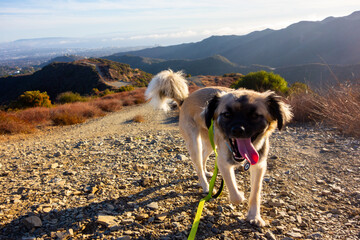 A shot of a dog on a hike in the Santa Monica Mountains, with a sprawling, hazy view of the Los...