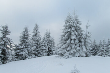 Obraz premium Winter mountain forest in Carpathian mountains. Fir trees covered with snow