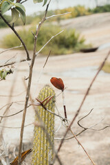 Paisagem natural com cacto e galhos secos, verde e formando um coração na for (Natural landscape with cactus and dry branches, green and forming a heart shape.)