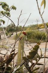 Paisagem natural com cacto e galhos secos, verde e formando um coração na for (Natural landscape with cactus and dry branches, green and forming a heart shape.)