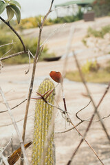 Paisagem natural com cacto e galhos secos, verde e formando um coração na for (Natural landscape with cactus and dry branches, green and forming a heart shape.)