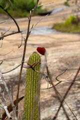 Paisagem natural com cacto e galhos secos, verde e formando um coração na for (Natural landscape with cactus and dry branches, green and forming a heart shape.)