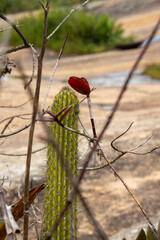 Paisagem natural com cacto e galhos secos, verde e formando um coração na for (Natural landscape with cactus and dry branches, green and forming a heart shape.)