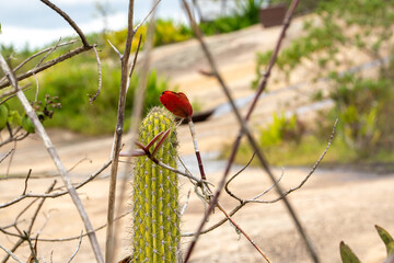 Paisagem natural com cacto e galhos secos, verde e formando um coração na for (Natural landscape with cactus and dry branches, green and forming a heart shape.)