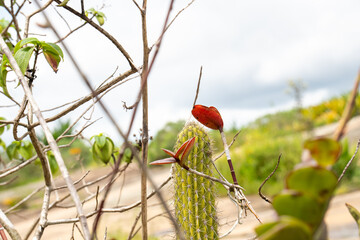 Paisagem natural com cacto e galhos secos, verde e formando um coração na for (Natural landscape with cactus and dry branches, green and forming a heart shape.)