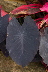 TEXTURA DE PLANTA ROXA LINDA (BEAUTIFUL PURPLE PLANT TEXTURE)