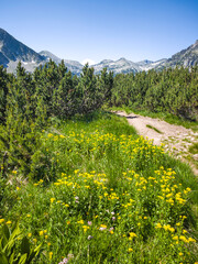 Pirin Mountain near Popovo Lake, Bulgaria