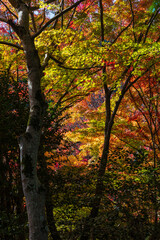 日本の風景・秋　日本三名泉　紅葉の有馬温泉　瑞宝寺公園