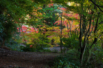 日本の風景・秋　日本三名泉　紅葉の有馬温泉　瑞宝寺公園
