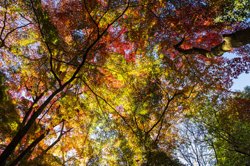 日本の風景・秋　日本三名泉　紅葉の有馬温泉　瑞宝寺公園
