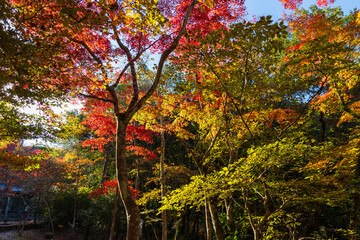 日本の風景・秋　日本三名泉　紅葉の有馬温泉　瑞宝寺公園