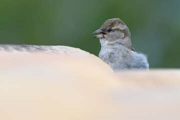 House Sparrow, Passer domesticus, adult female on tiled rooftop near to nest site.
Mallorca, Spain
