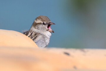 House Sparrow, Passer domesticus, adult female on tiled rooftop near to nest site.
Mallorca, Spain