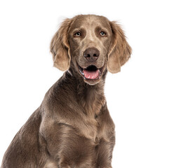 Weimaraner dog sitting and panting on white background