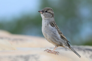 House Sparrow, Passer domesticus, adult female on tiled rooftop near to nest site.
Mallorca, Spain
