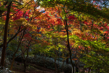日本の風景・秋　日本三名泉　紅葉の有馬温泉　瑞宝寺公園