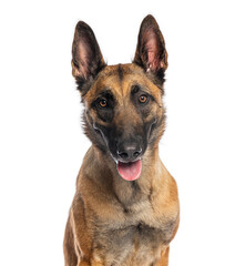 Belgian shepherd dog panting and looking at the camera on white background