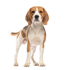 Beagle standing on white background and looking forward