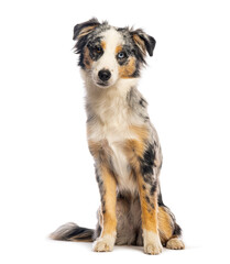 Miniature american shepherd sitting and posing on white background