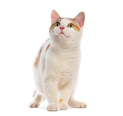 Curious cat looking up with white background