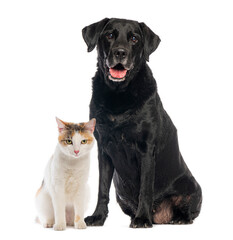 Labrador retriever dog sitting next to a cat on white background