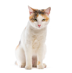 Calico cat sitting and staring on white background