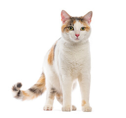 Harleqin cat standing on white background