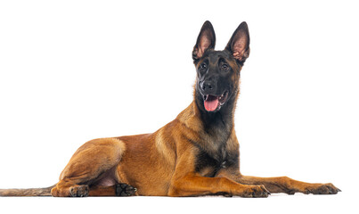 Belgian malinois dog lying down and panting on white background