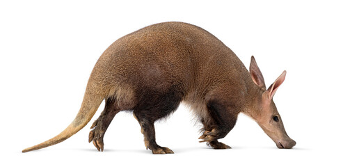 Aardvark walking and sniffing on white background