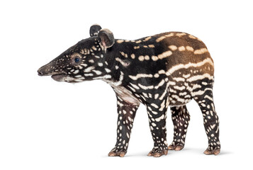 Young malayan tapir walking on white background
