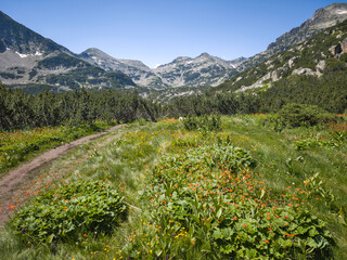 Pirin Mountain near Popovo Lake, Bulgaria