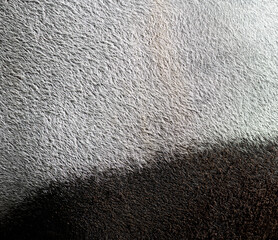 Close up showing the transition between the black and white fur of a malayan tapir