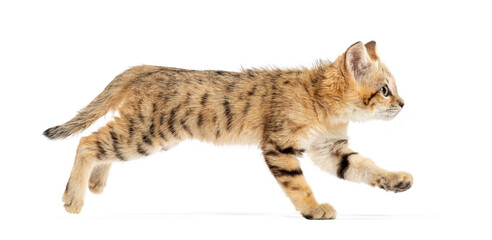 Sand cat kitten running on white background