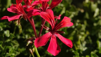 Piękne, czerwone kwiaty pelargonii w słoneczny dzień