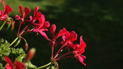 Piękne, czerwone kwiaty pelargonii w słoneczny dzień