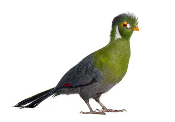 White cheeked turaco standing on white background