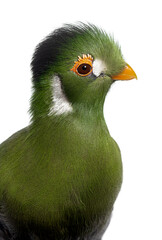 White cheeked turaco showing its colorful plumage on white background