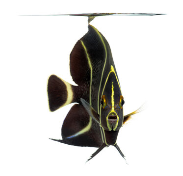 French angelfish swimming in aquarium, pomacanthus paru