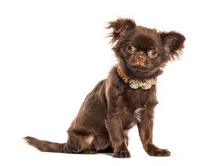 Brown chihuahua puppy sitting and wearing a beaded collar