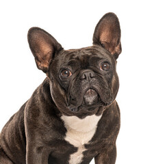 Fototapeta premium French bulldog posing on white background