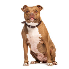American staffordshire terrier wearing brown leather collar sitting on white background
