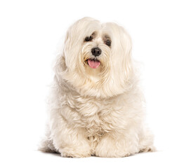 Coton de tulear dog sitting and panting on white background